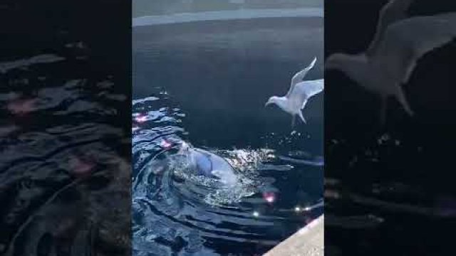 Dolphin teases the seagull