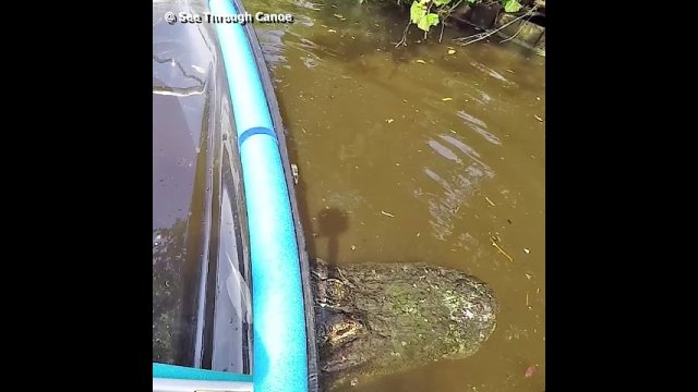 That moment you realize your canoe is stuck on an alligators back
