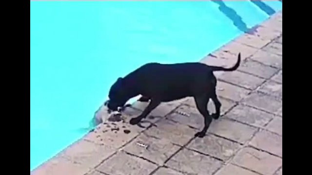 A dog saves a drowning buddy