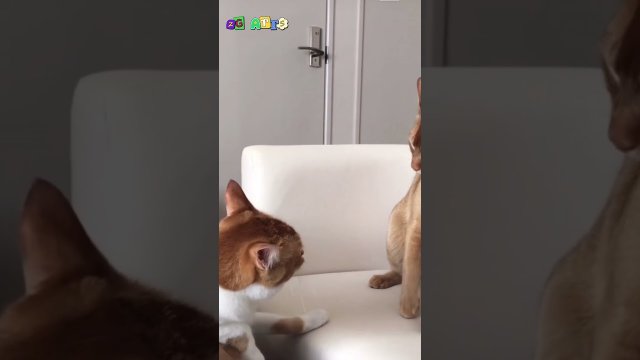 Patient cat finally decides he had enough [VIDEO]