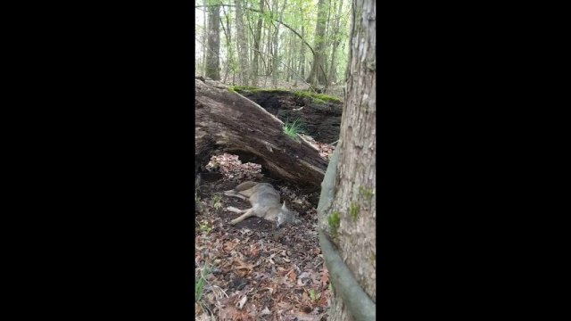 Man Sneaks Up On A Sleeping Coyote