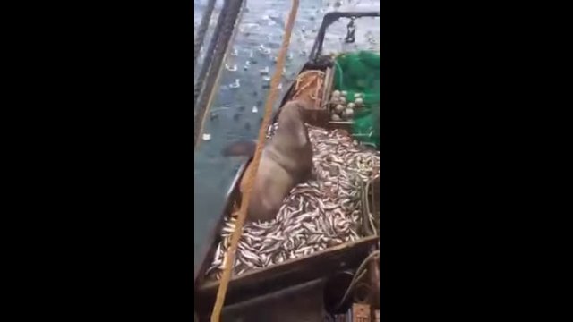 Russian fishing crew get a surprise catch