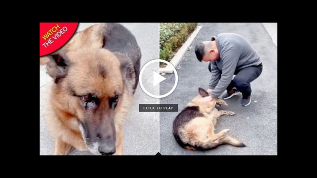 Former Police Dog 'Cries' After Reuniting With Handler She Hasn't Seen For Years [VIDEO]