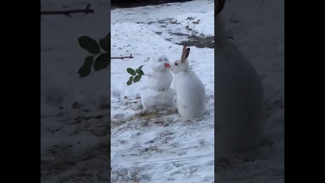 Bunny eats snowman’s carrot nose