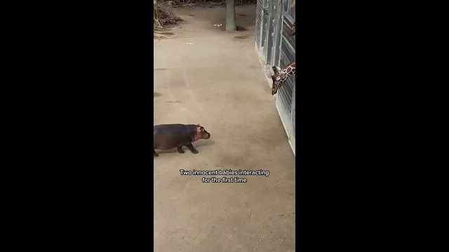 Baby hippo meets a giraffe for the first time [VIDEO]