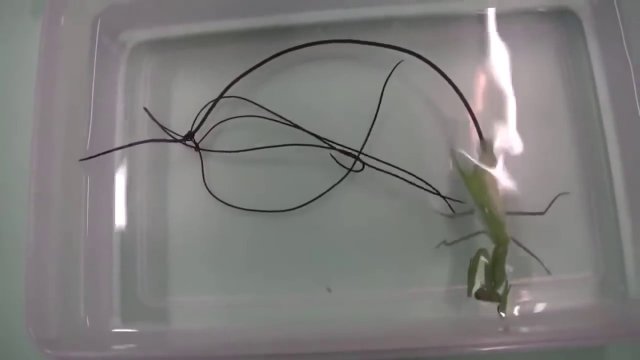Horsehair worm parasite emerges from body of praying mantis