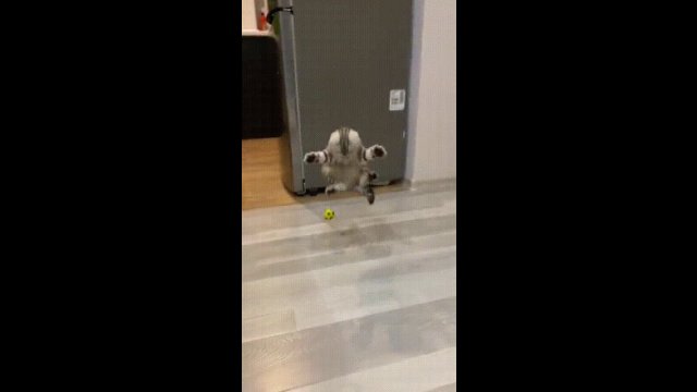 The kitten tries to catch the ball