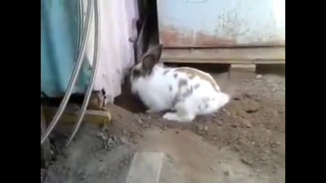 Rabbit digs out cat friend who is locked in a shed
