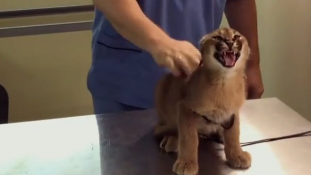 Caracal Hisses at Vet While Being Vaccinated