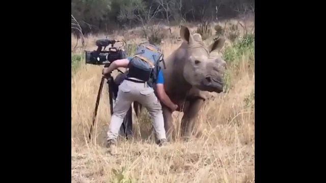 Filming Up Close And Personal With A Rhino! [VIDEO]