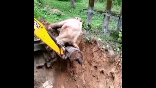 JCB machine rescues elephant from a ditch