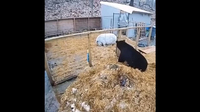 Black bear attempts to eat pigs, little did the bear know, these pigs don’t mess around [VIDEO]