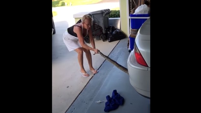 Mom helps remove python wrapped in car