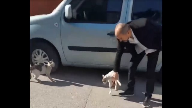 This man breaking up a cat fight in Istanbul [VIDEO]