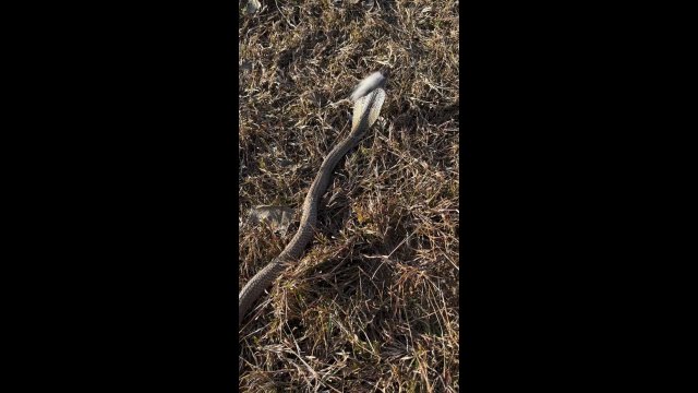 What kind of snake is this? [VIDEO]
