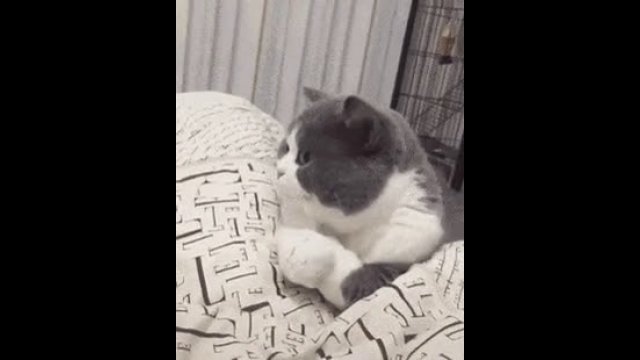 The kitten shows that he is offended
