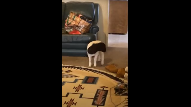 Surprised lamb responds with a scream