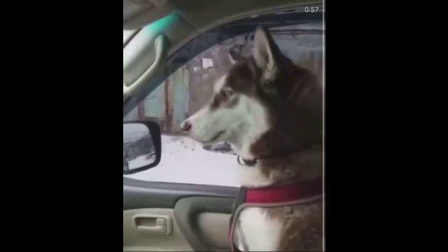 Husky with vocal talent