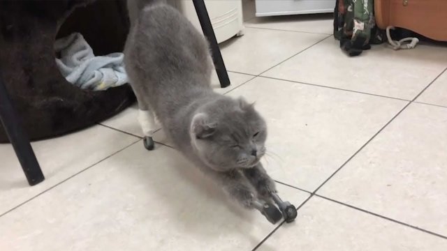 Russian frostbitten cat gets new 3D printed titanium paws