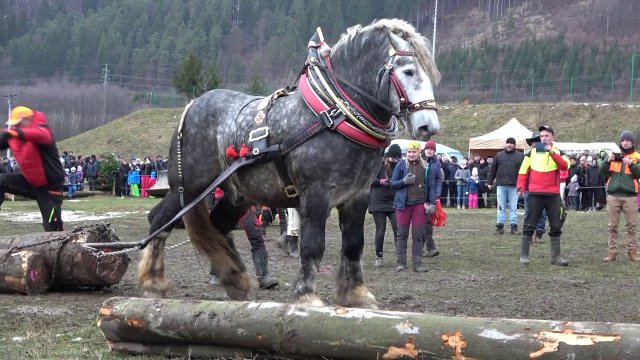 MEET A Strong and Big horse in the world