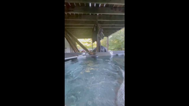 The chance of being annihilated by a frog while in a hot tub is low, but never zero.. [VIDEO]