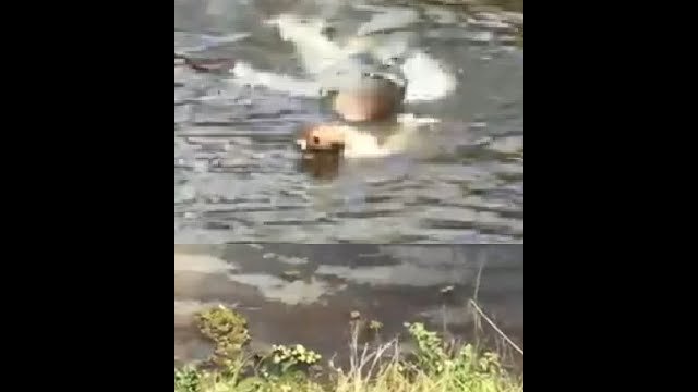 A dog wanted to make friends with a crocodile - what could go wrong...