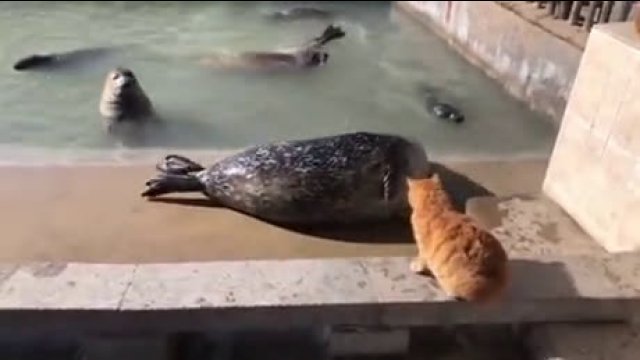 Cat slaps a Seal, sending him back to the pool in shock.