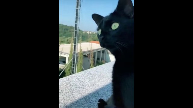 Cat watches Italian woman yelling