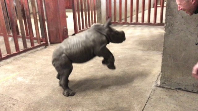A baby rhinoceros plays with its keeper at the zoo