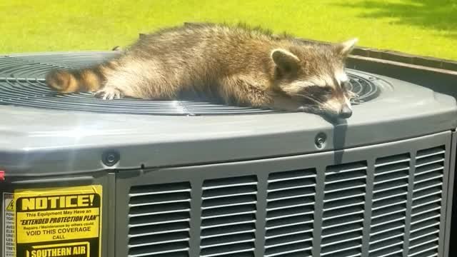 Raccoon enjoys breeze from air conditioner