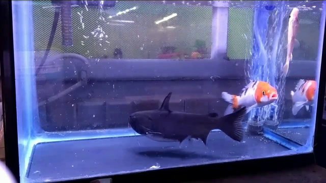 Fast action in the aquarium