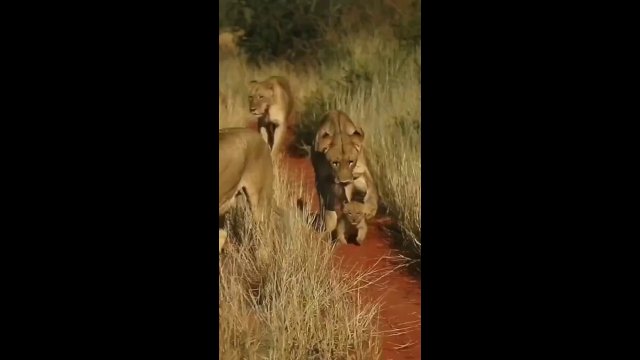 Mommy Lion Dribble Her Cub Like a Soccer Ball [VIDEO]
