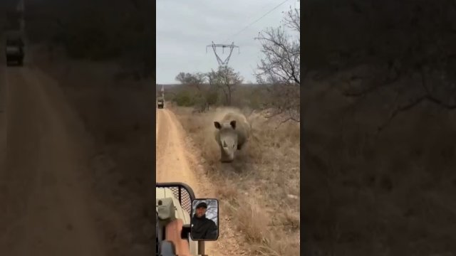 Terrifying Rhino Chases Car [VIDEO]