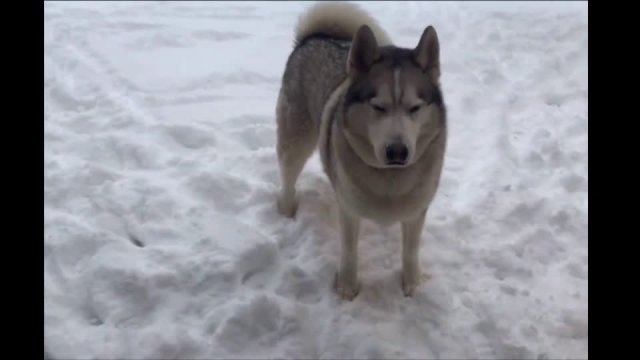The husky dog answers "no" when the owner calls him home