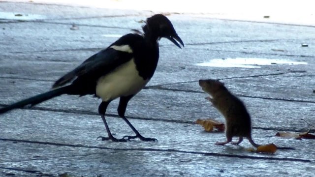 Mouse (Rat) VS Bird Fight Footage