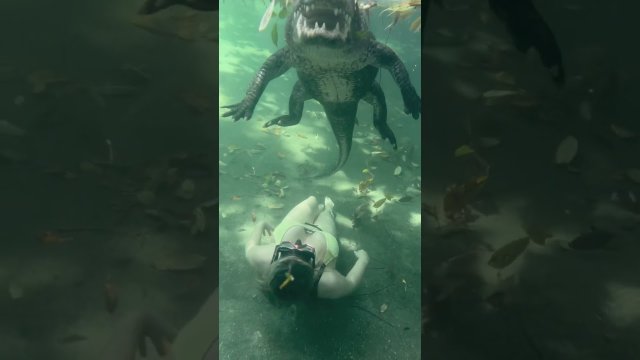 Swimming underwater with a giant Alligator [VIDEO]