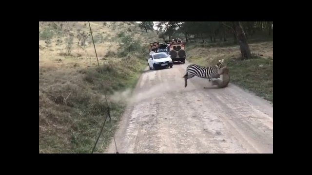 Intense fight between zebra and lioness
