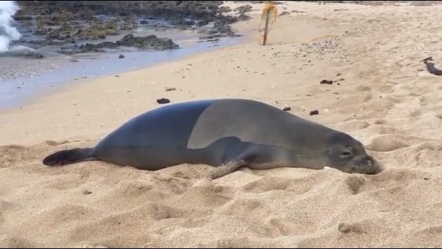 Seal farts after looking directly at camera