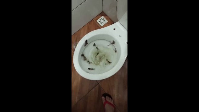 Surprise when flushing the toilet