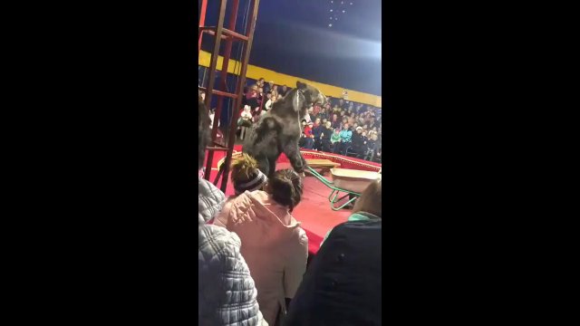 Circus handler attacked by bear [VIDEO]