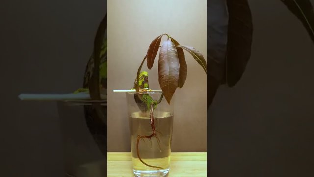 20 day time-lapse of mango seed [VIDEO]
