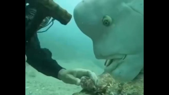 79-year-old diver and this fish have been best friends for 30 years [VIDEO