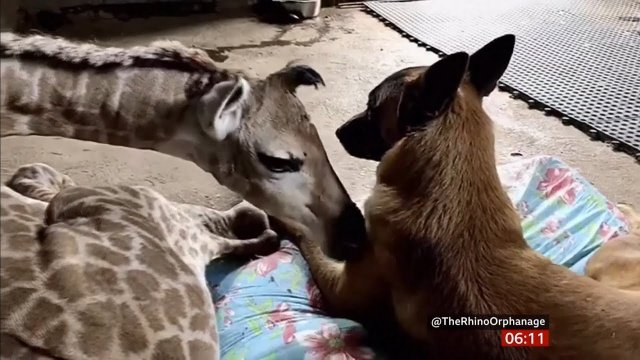 Dog and giraffe become best of friends [VIDEO]