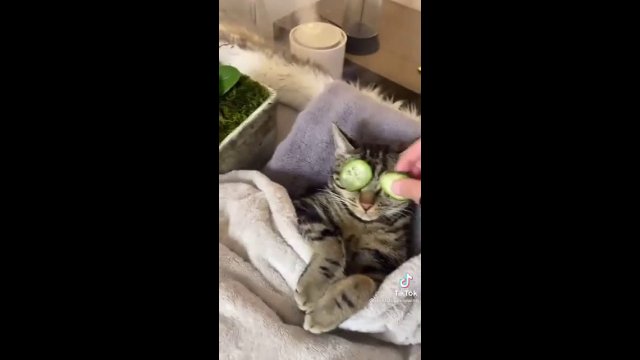 Girlfriend comes home to find boyfriend and cat enjoying relaxing 'spaw' day