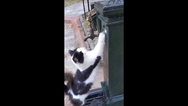 Giving a thirsty street cat a little water