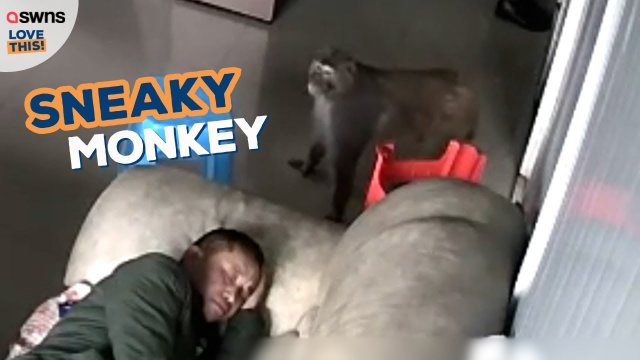 Sneaky monkey breaks in and steals fruit without waking man [VIDEO]
